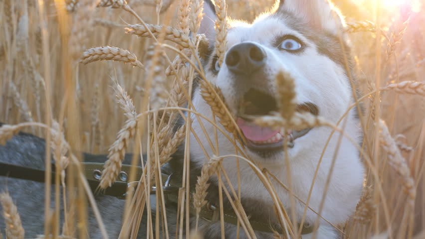 Portrait of young siberian husky muzzle breathing with sticking out tongue at golden wheat field on sunset and looking up. Domestic animal sitting in tall spikelets at meadow on summer. Close up
