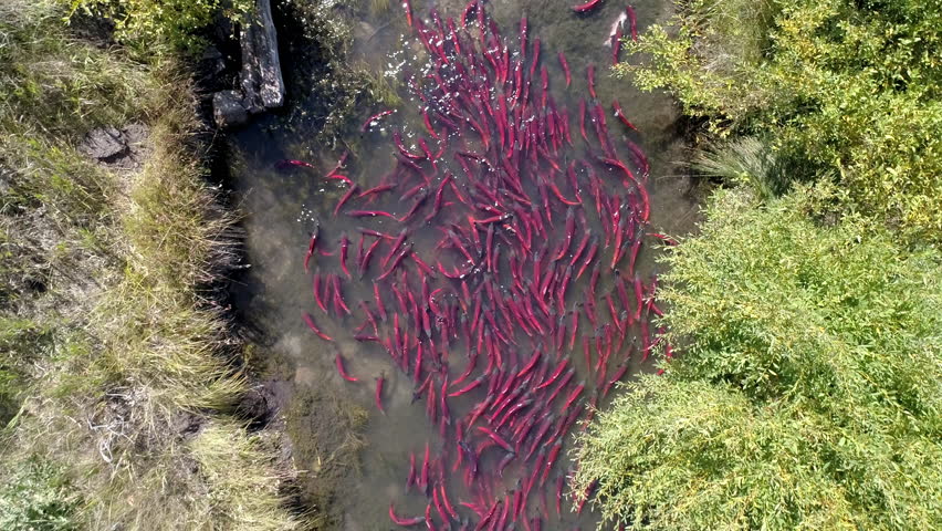 Aerial view of Kokanee salmon spawning up small river as they school together.