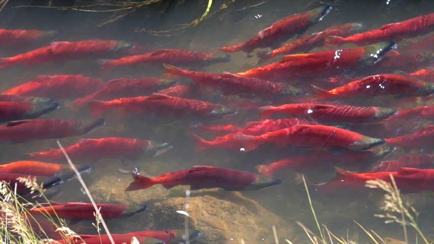 Kokanee salmon spawning upstream in slow motion.