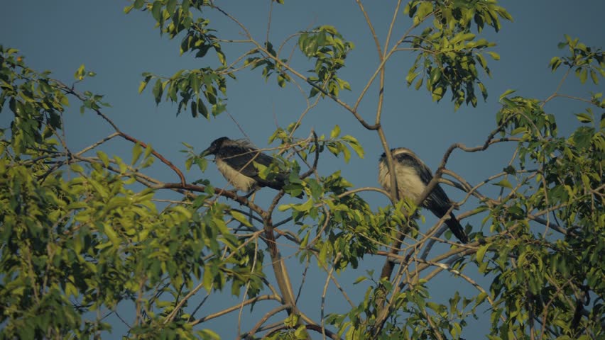flock crows of birds ravens in the summer sits on a tree. a flock of crows. A black bird. A green tree. birds crows in the sky silhouette. crows birds on lifestyle the tree concept