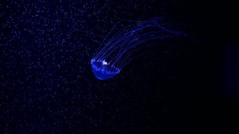 Close-up Jellyfish, Medusa in fish tank with neon light. Jellyfish is free-swimming marine coelenterate with a jellylike bell- or saucer-shaped body that is typically transparent and has stinging tent