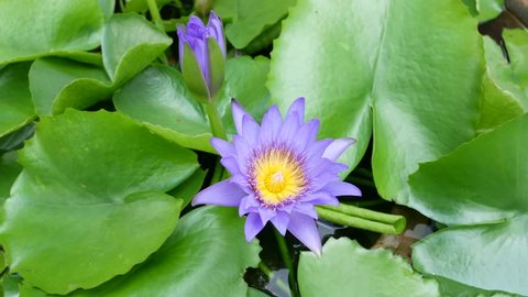 A purple lotus is one of the beautiful flower type.