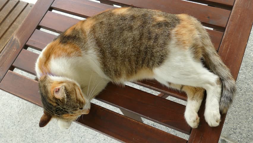 sleeping cat lying on wooden desk in the outdoor