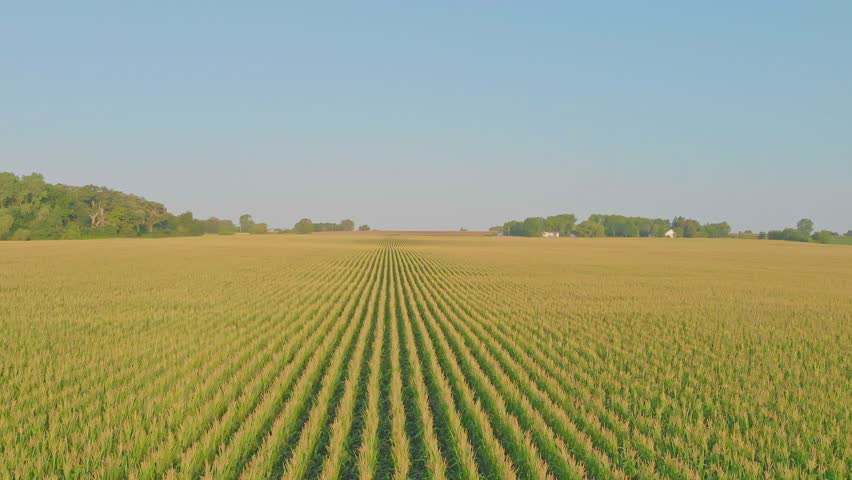 Ariel footage from Wisconsin corn fields showing rows of corn crops.