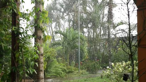 Tropical Rain South America