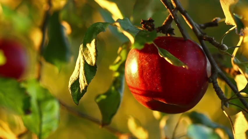 Apple tree with red apples close up in sunset. Red apple grow on a branch. Soft focus on apples with golden sunlight  Royalty-Free Stock Footage #1016490952