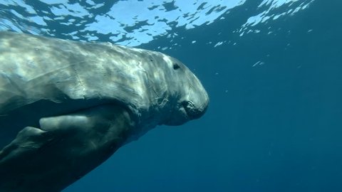 46 Friendly Dugong Stock Video Footage - 4K and HD Video Clips | Shutterstock 46 Friendly Dugong Stock Video Footage - 4K and HD Video Clips | Shutterstock