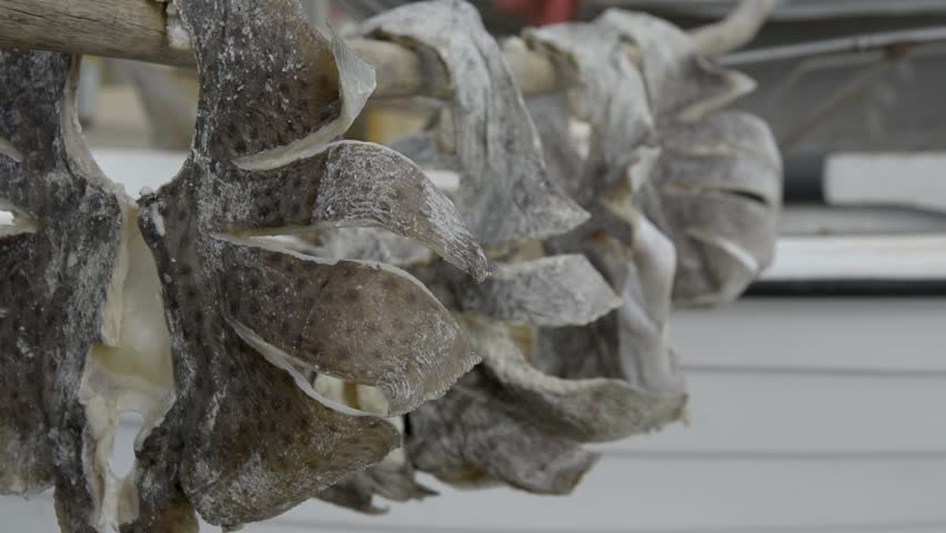 salted fish drying in the sun in the fishing harbour