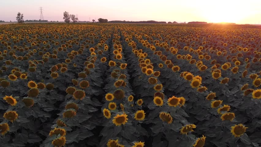 Sunflower aerial view - forward motion
