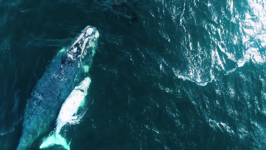 Aerial of unique white Southern Right calf swimming off with its mother, Hermanus, South Africa Royalty-Free Stock Footage #1016494852