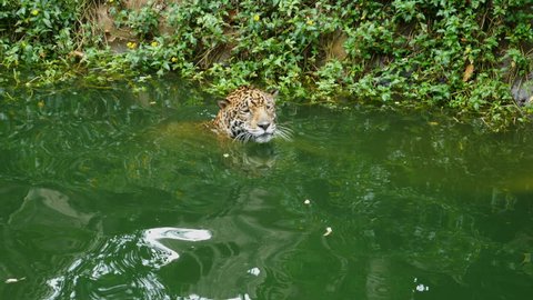 4k video of Two jaguar playing and swimming in pond