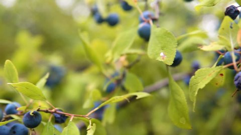 Delicate fresh Sloe berries