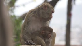 Two monkeys watching
