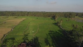 4K aerial drone footage. Flying over rice fields. Bali island.
