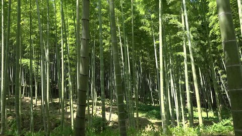 Bamboo Forest in Kioto