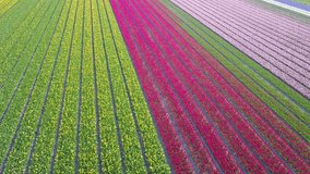 Aerial view of super colorful tulips farm blossom around Leiden country side at Netherlands