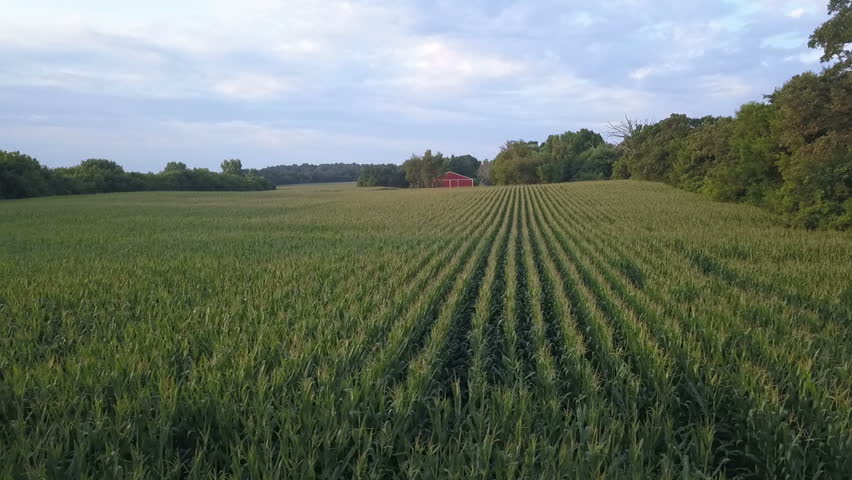 Aerial of crop rows in a farm field