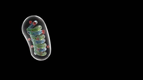 schematic mitochondria able to loop seamless
