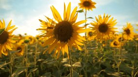 Sunset over the field of sunflowers against a cloudy sky. harvesting agriculture sunflowers field concept nature. lifestyle Beautiful summer landscape agriculture. slow motion video. field of blooming
