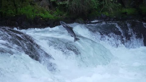 Slow Motion Salmon Jumping Upstream