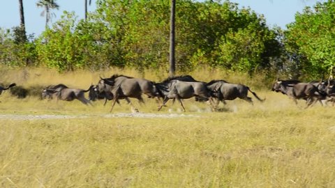 Stampeding wildebeest running at full tilt