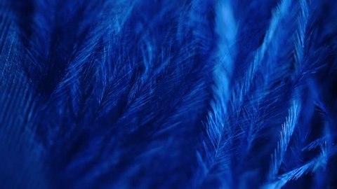 Very beautiful rotating peacock feather. Blue bird natural pattern. Macro view. Texture of feather structure under microscope