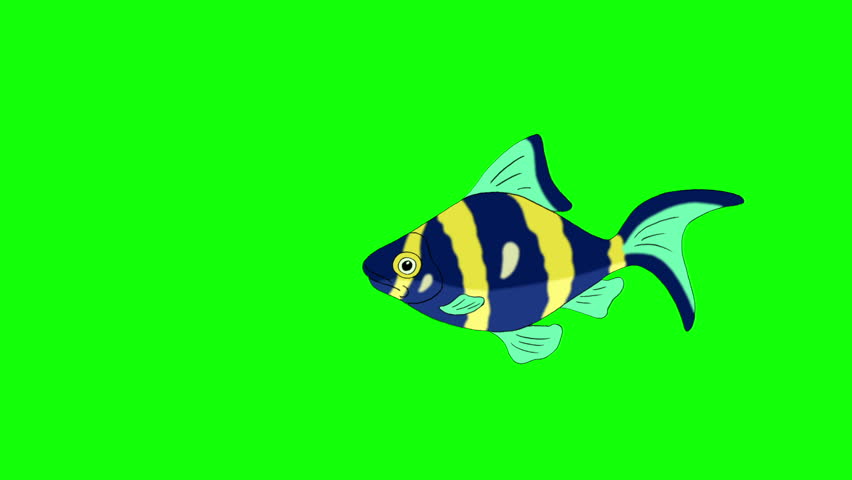 Big Blue- yellow Aquarium Fish floats in an aquarium. Animated Looped Motion Graphic Isolated on Green Screen | Shutterstock HD Video #1016544001