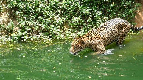 4k video of Two jaguar playing and swimming in pond