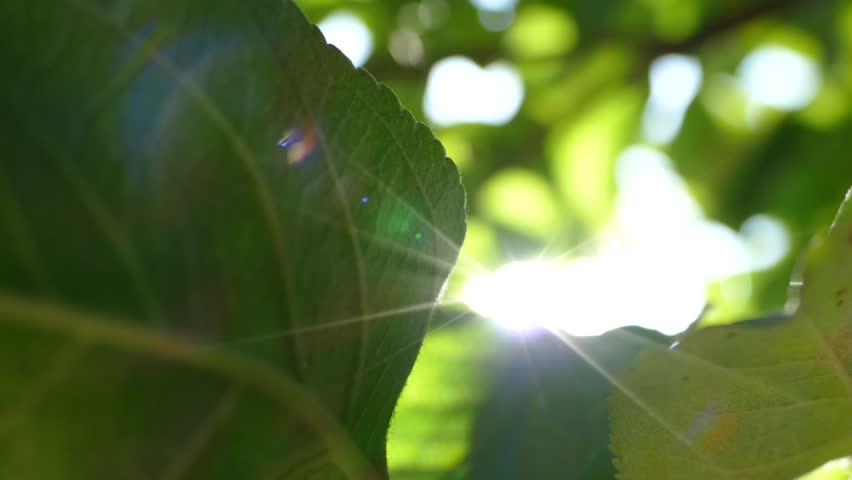 The rays of the sun make their way through the green leaves of the trees. Live texture with green leaves and breaking sun rays.