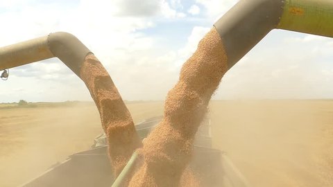 Combine harvesters transferring freshly harvested wheat to tractor-trailer for transport, slow motion