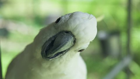 White parrot cockatoo clicking beak and looking into camera. Close up cockatoo parrot in wild nature