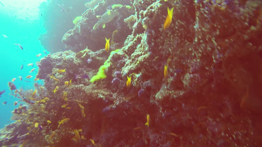 SCUBA Diving Fiji - Large Dogface Puffer Grazes on the Coral Reef Royalty-Free Stock Footage #1016558707