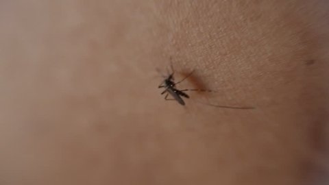 Mosquito bites sore on human skin, Mosquito is carrier of Malaria/ Encephalitis/ Dengue, Macro shot