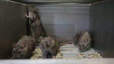 Laboratory rats sit in a cage