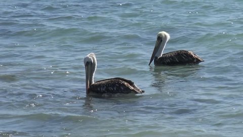 Pelicans at a beach