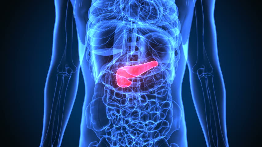 3d render of human pancreas system anatomy Royalty-Free Stock Footage #1016571070