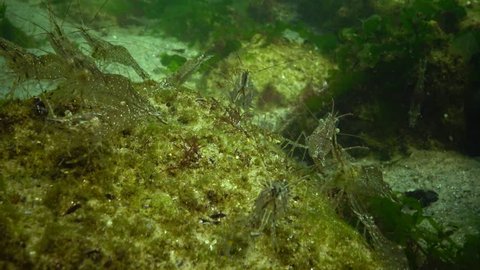 The accumulation of shrimp on the seabed in the Chen Sea, the Odessa Gulf. (Palaemon adspersus) commonly called Baltic prawn, is a species of shrimp that is frequent in the Black Sea