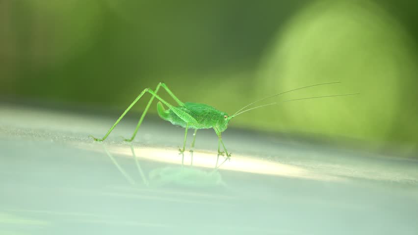 Speckled Bush-cricket - Leptophyes punctatissima moving slowly
 Royalty-Free Stock Footage #1016575876