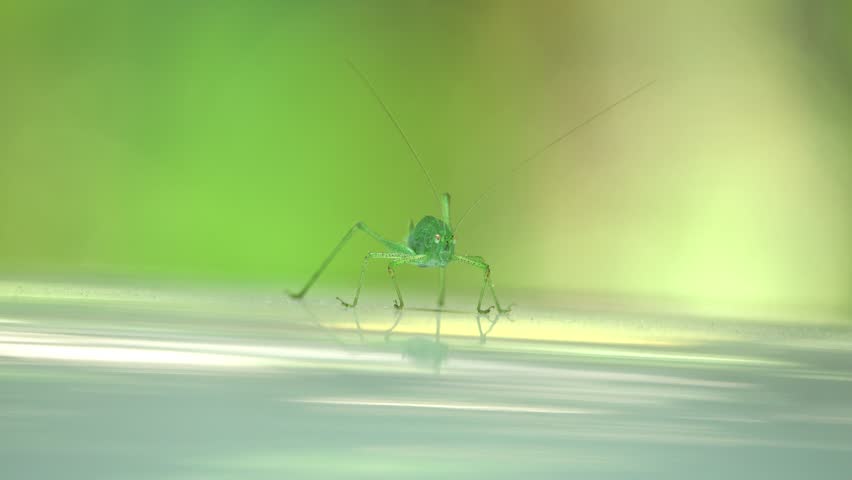 Speckled Bush-cricket - Leptophyes punctatissima moving slowly
 Royalty-Free Stock Footage #1016575897