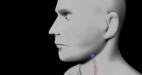 This 3d video shows the human breathing