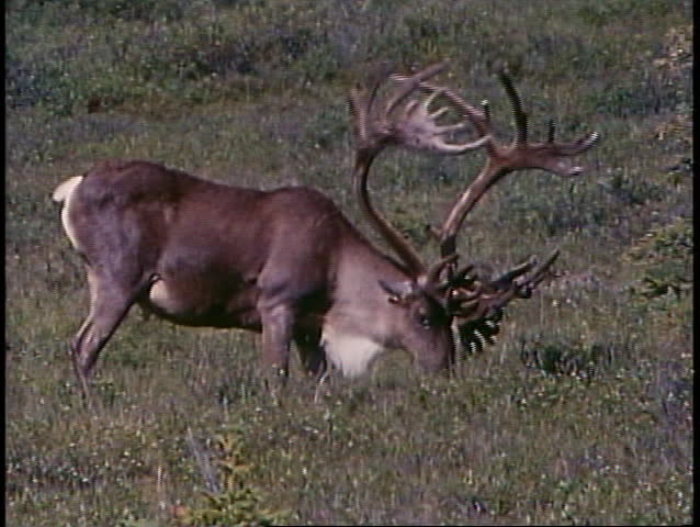 DENALI NATIONAL PARK, ALASKA, 1989, animals, caribou, medium shot