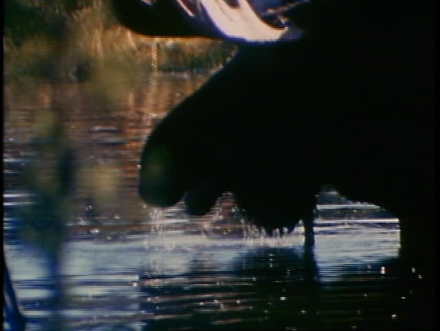 DENALI NATIONAL PARK, ALASKA, 1989, moose, close up backlight, drinking in lake