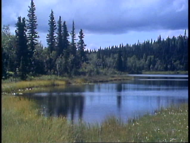 DENALI NATIONAL PARK, ALASKA, 1989, wide shot, scenery, pines, lake