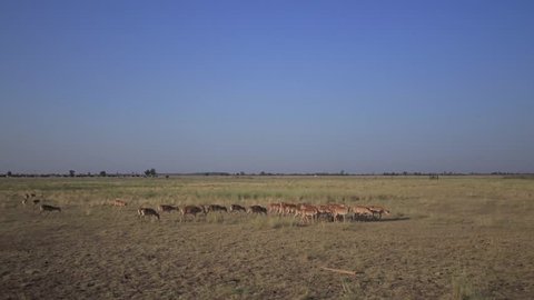Herd of wild antelope saigas pastures in a steppe in Askania-Nova (50fps, 1080p)