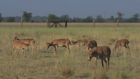 Herd of young saigas graze in a steppe running and jumping together around (50 fps, 1080p)