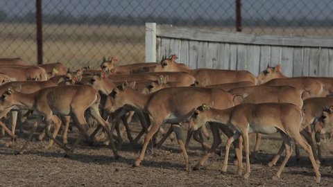 Herd of saigas antelope runs along the fencing in Askania-Nova reserve (50 fps, 1080p)