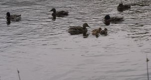 4K summer day video view of ducks playing and swimming in Tvertsa River in small vintage town Torzhok in Tver Oblast, half way between Moscow and Saint Petersburg, in Russia