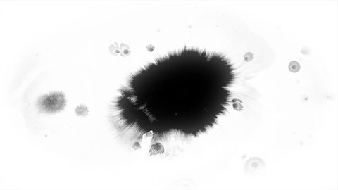 Beautiful pure black watercolor ink drops transition on white background, paint bleed, circle organic flow expanding, splatter spreading. Perfect for motion graphics, digital composition