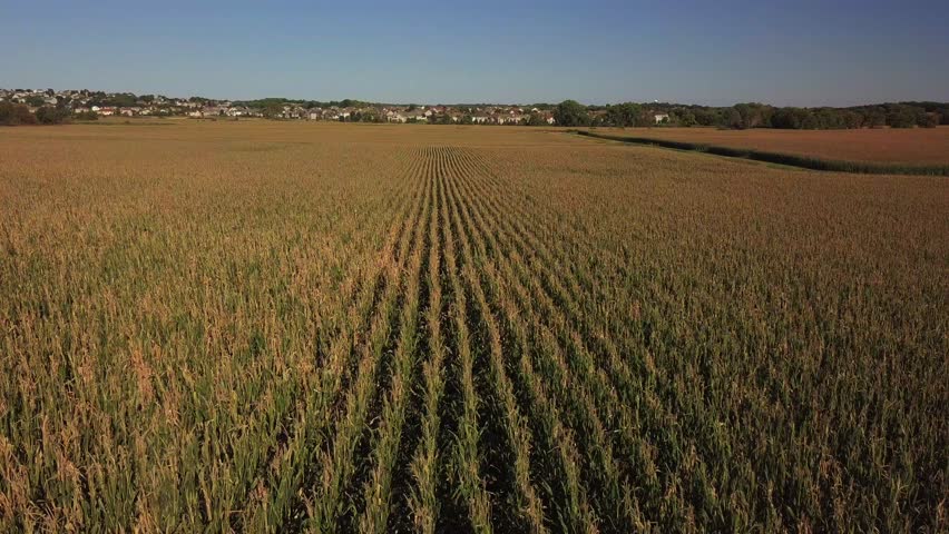 Aerial View of Corn Fields In Rural Waunakee Wisconsin In Reverse Color Graded