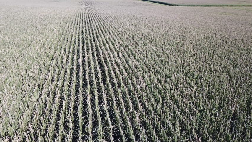 Aerial View of Corn Fields In Rural Waunakee Wisconsin No Movement Not Color Graded